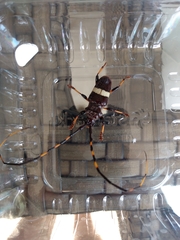 Trachyderes succinctus