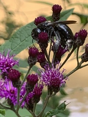 Xylocopa micans