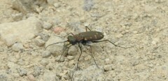 Cicindela oregona