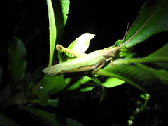 Coryacris angustipennis