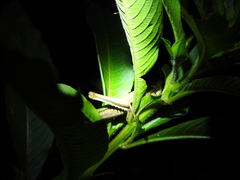 Coryacris angustipennis