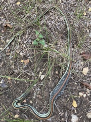 Thamnophis proximus rubrilineatus