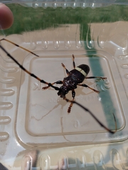 Trachyderes succinctus