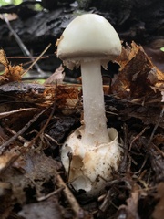 Amanita abrupta
