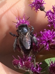 Xylocopa micans