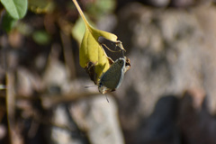 Hemiargus ceraunus astenidas
