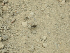 Cicindela oregona