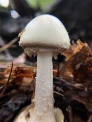 Amanita abrupta