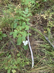Symphoricarpos mollis