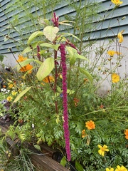 Amaranthus hybridus