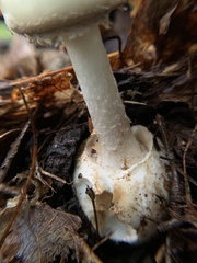 Amanita abrupta