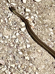 Thamnophis elegans