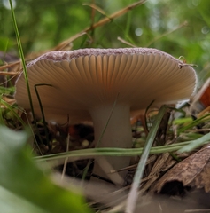 Russula mariae