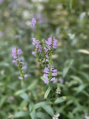 Physostegia