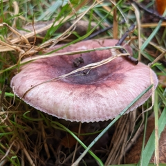 Russula mariae