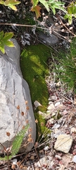 Syntrichia ruralis