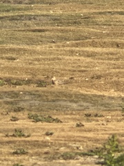 Calidris subruficollis