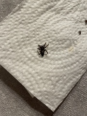 Herpyllus ecclesiasticus