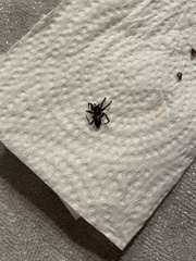 Herpyllus ecclesiasticus