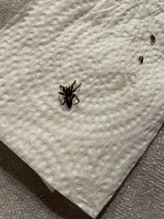 Herpyllus ecclesiasticus