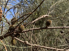 Allocasuarina