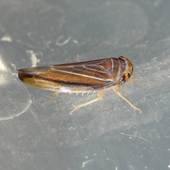 Idiodonus kennicotti