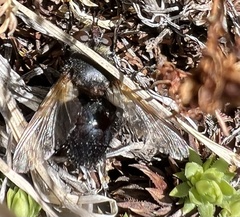 Tachinidae