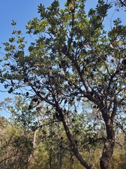 Banksia serrata