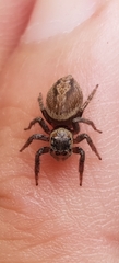 Hasarius adansoni