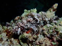 Scorpaenopsis