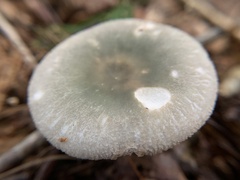 Russula parvovirescens
