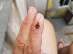 Hasarius adansoni