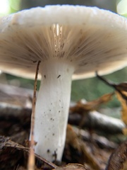 Russula parvovirescens