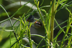 Leptinotarsa lineolata