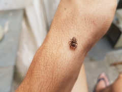 Hasarius adansoni