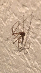 Pholcidae