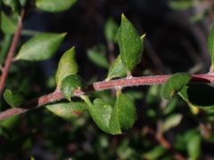 Grevillea mucronulata