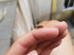 Hasarius adansoni