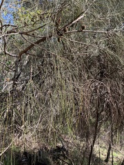 Allocasuarina