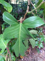 Philodendron squamiferum