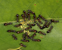 Dolichoderus plagiatus