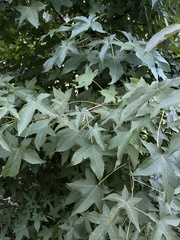 Liquidambar