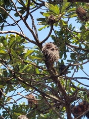 Banksia serrata