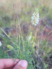 Dalea candida