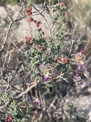 Dalea formosa