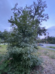 Liquidambar