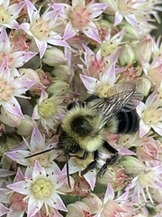 Bombus impatiens