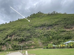 Leucaena leucocephala