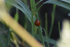 Cycloneda sanguinea