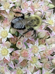 Bombus impatiens